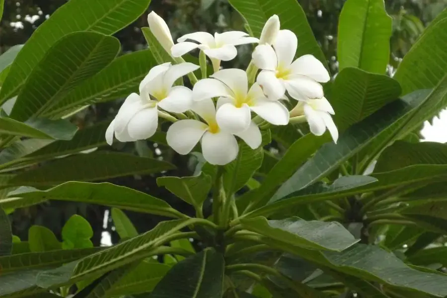 Hoa cây sứ đại đẹp nhẹ nhàng cùng hương thơm thanh mát