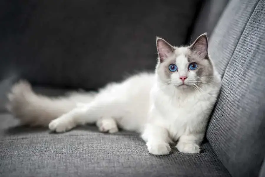 Ragdoll cũng không thích vận động nhiều, vì thế không cần không gian quá rộng.
