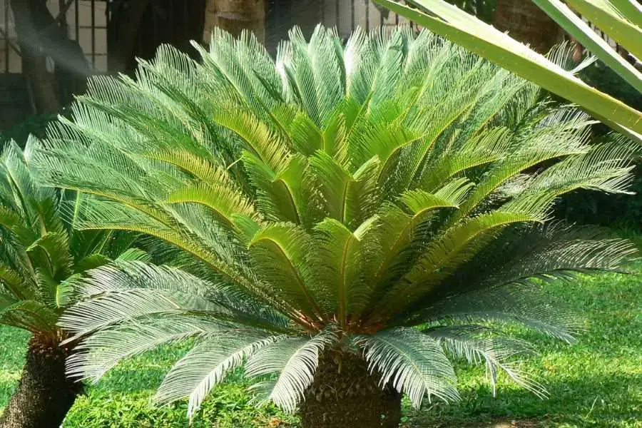 Cây vạn tuế biểu trưng cho trường thọ, tài lộc