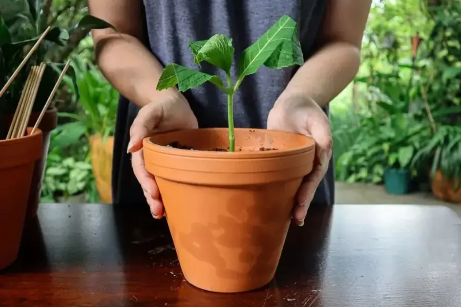 Trồng cẩm tú cầu đúng kỹ thuật để cây phát triển tốt.