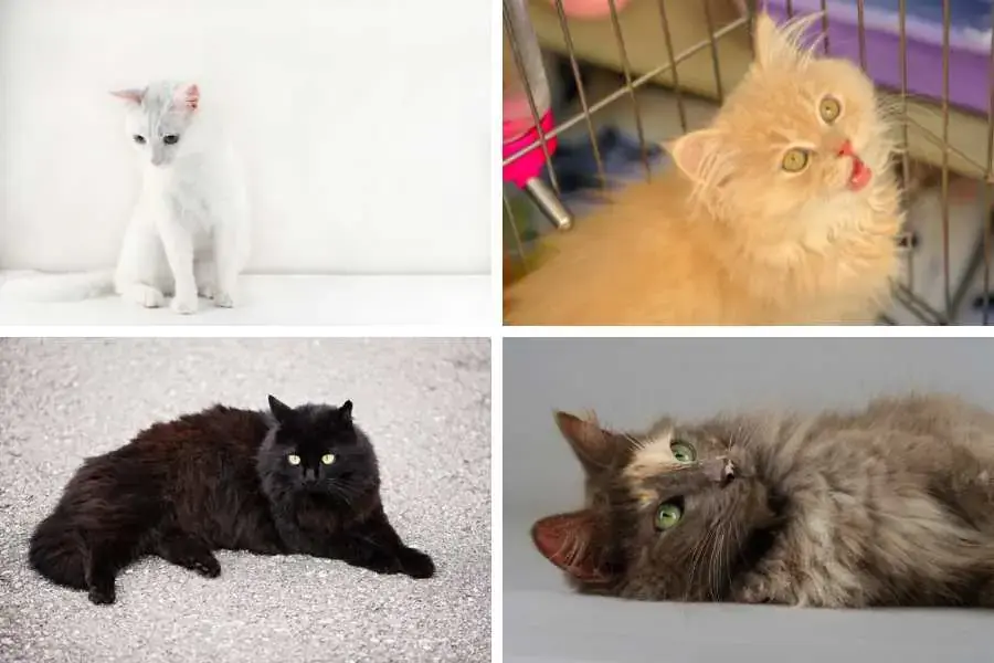 Mèo Angora được biết đến với với bộ lông trắng tinh khôi, dài mịn rất đẹp.