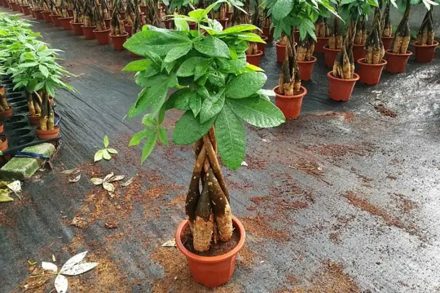 Tưới nước thường xuyên trong quá trình chăm sóc cây Kim Ngân để phòng tránh các bệnh hại 