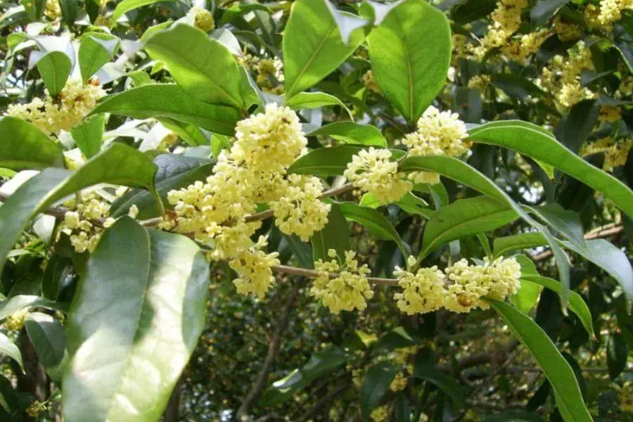 Vẻ đẹp tinh tế thể hiện qua những đóa hoa nở rộ.