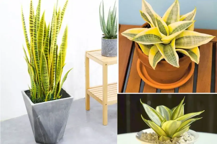 Cây Lưỡi Hổ giúp lọc sạch không khí.