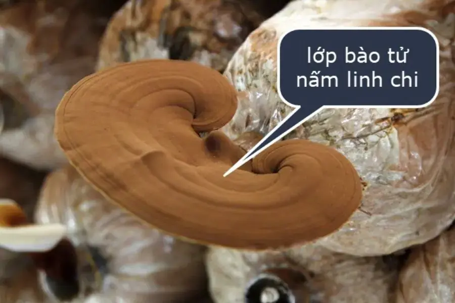 Lớp bào tử nấm linh chi ( nguồn: Shopsongkhoe)