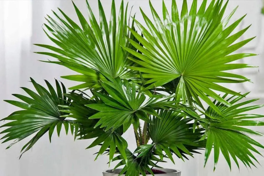 Cây cọ cảnh thường được để trên bàn làm việc.