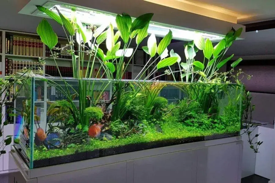Lan Nước có thể sinh trưởng tốt trong nhiều môi trường khác nhau.