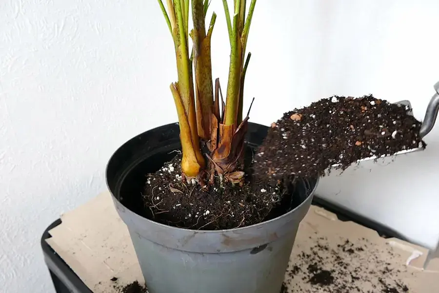 Đặt cây vào chậu và lấp đất nhẹ nhàng.