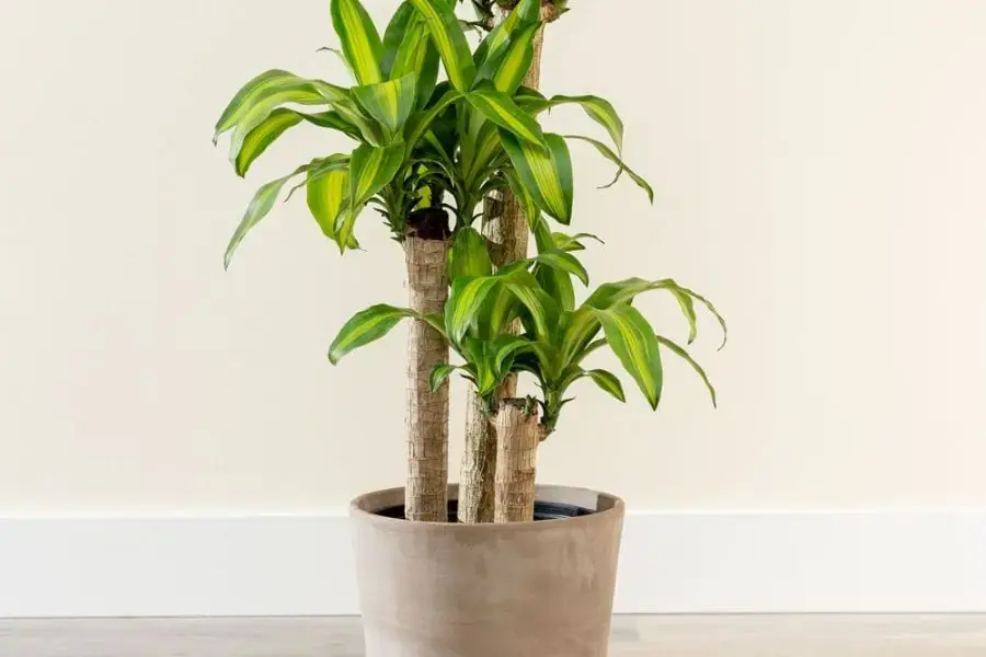 Thiết mộc lan là loại cây có sức sống bền bỉ