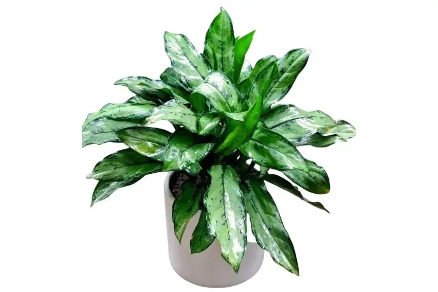 Cây Ngân Hậu mang đến điềm lành, sự bình an, yên ổn