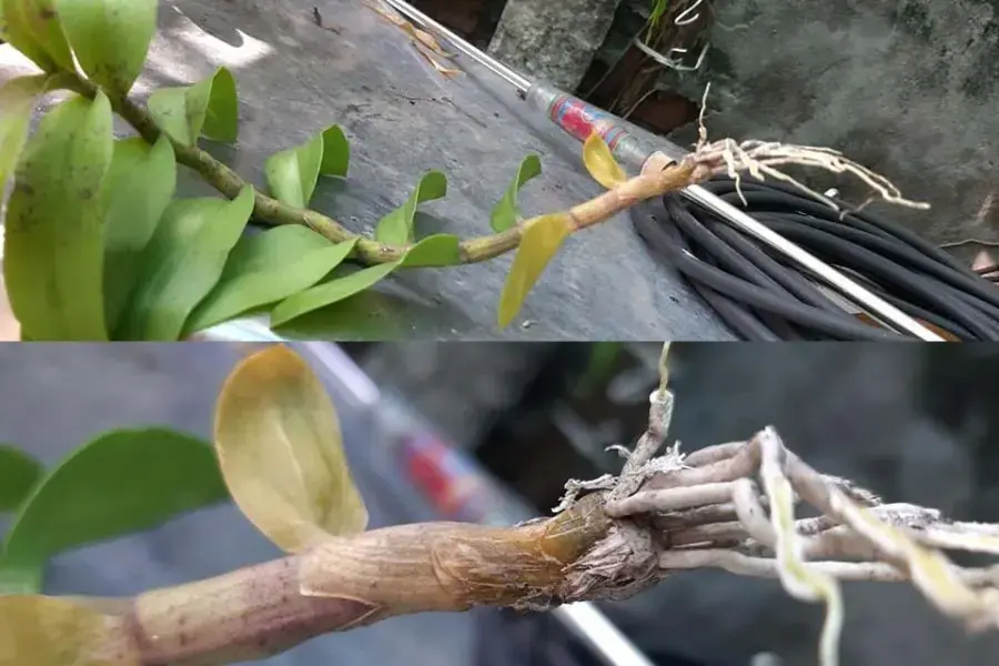 Một số bệnh thường gặp ở hoa lan như: Bệnh thối mềm, bệnh thán thư, bệnh thối nâu,...