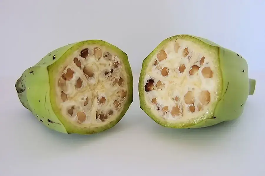 Chuối hột được dùng làm thuốc Bắc.