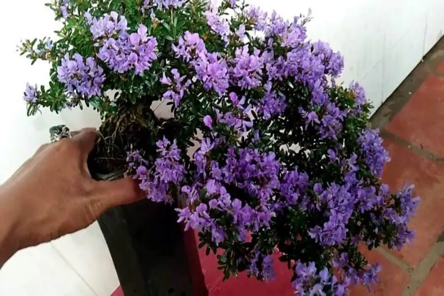Lưu ý khi chăm sóc cây khỏe mạnh và ít sâu bệnh.