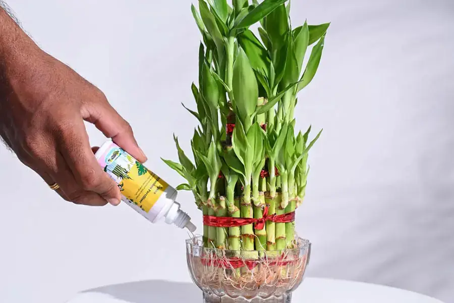Bón phân dạng lỏng cho cây phát lộc thủy sinh.