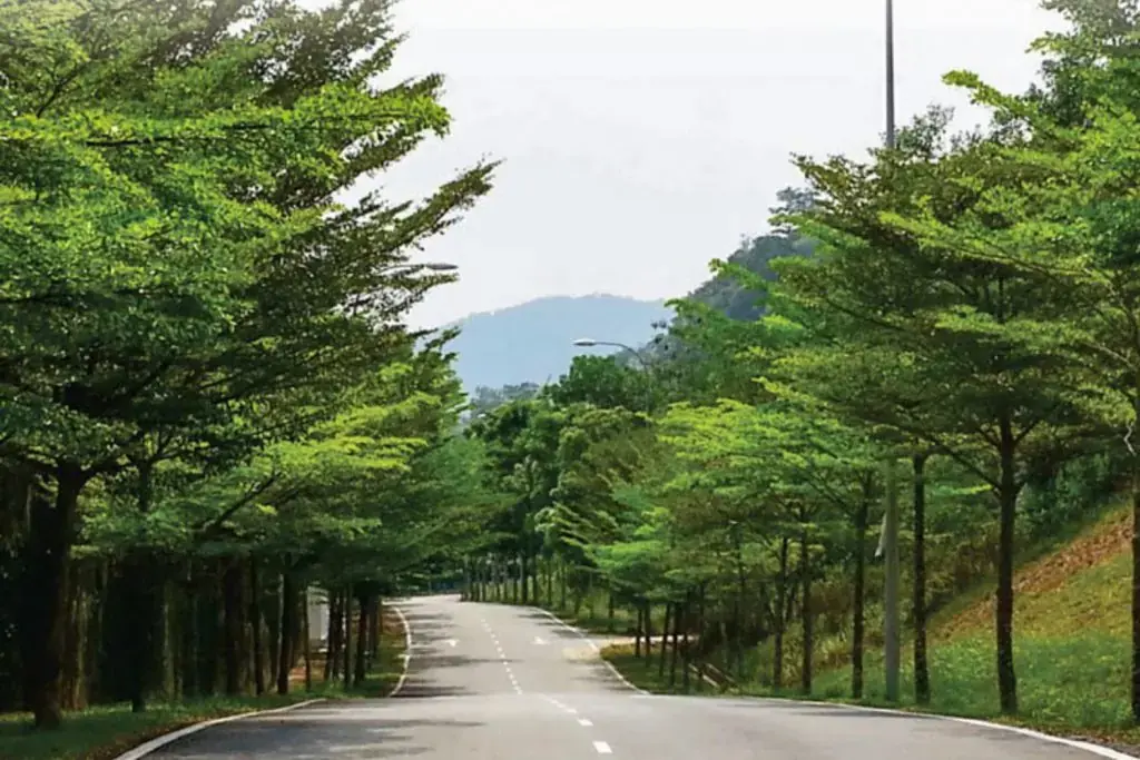 Bàng Đài Loan trưởng thành không cần tưới nhiều nước.