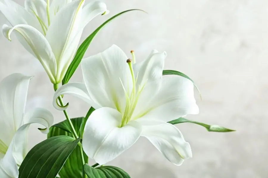 Chỉ nên tưới nước cho hoa ly trước 10h sáng.
