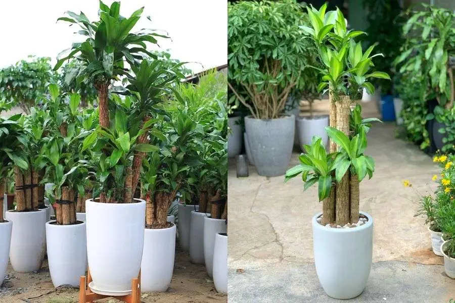 Giá thiết mộc lan phụ thuộc vào kích thước cây và tuổi thọ.