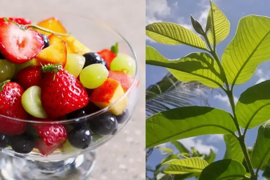 Salad trái cây kết hợp cùng lá ổi giúp giảm cân