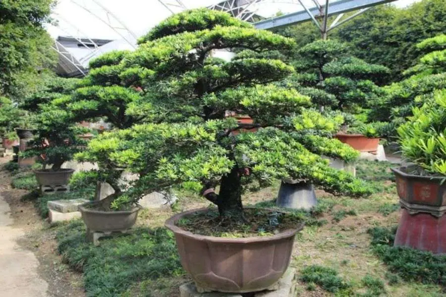Cây tùng