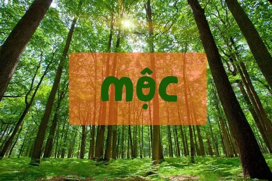 Mệnh mộc đại diện cho cây cỏ trong thiên nhiên