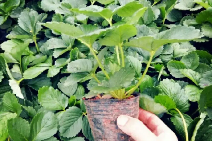 Trồng dâu tay bằng cây con