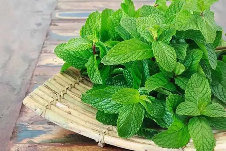 Lá bạc hà sẽ giúp bạn tăng cường hệ thống miễn dịch