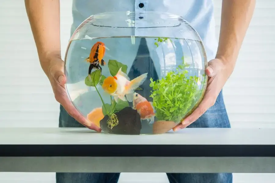 Bể cá mini sẽ phù hợp với những gian nhà có diện tích nhỏ hoặc trang trí trên bàn