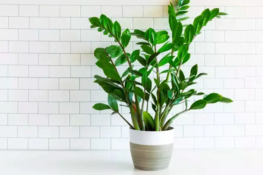 Nên đặt cây ở nơi có ánh sáng tốt để chúng phát triển tốt hơn