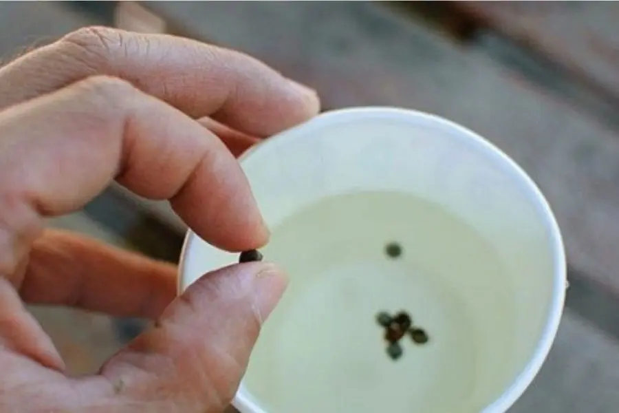 Ủ hạt dâu tây trong nước ấm trước khi ươm.