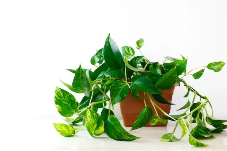 Loài cây mọc leo dễ trồng và nhân giống