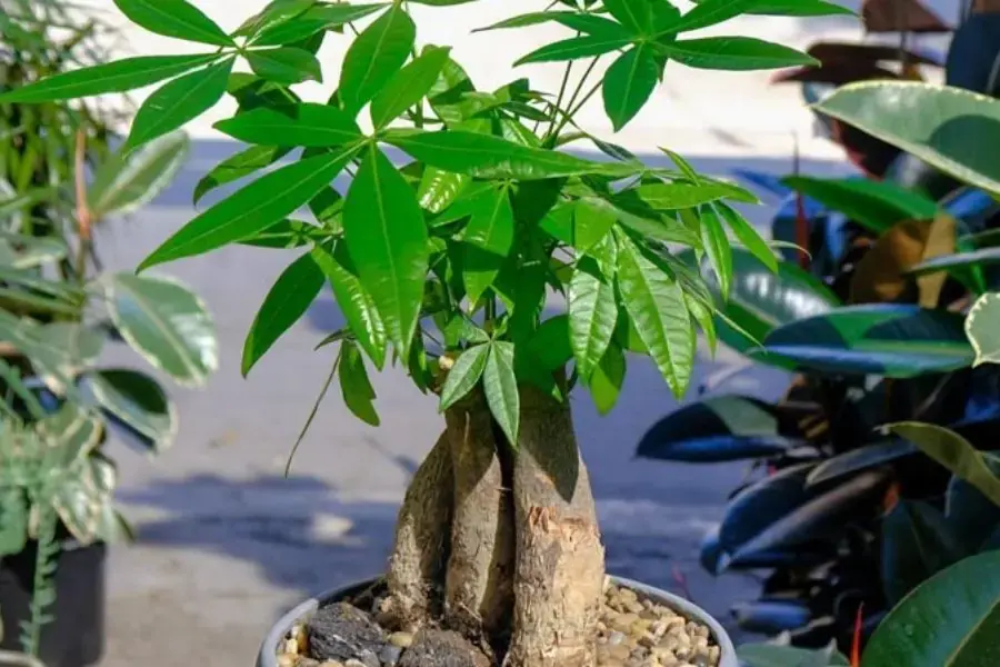 Cắt tỉa định kỳ trong quá trình chăm sóc cây Kim Ngân 