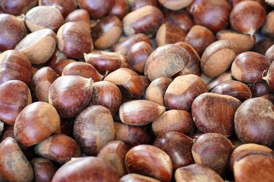 Bảo quản hạt dẻ tươi ở nơi khô ráo, thoáng mát