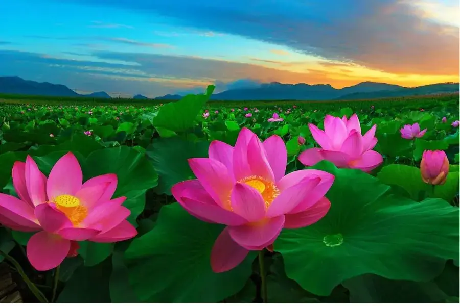 Hoa sen - quốc hoa của Việt Nam.