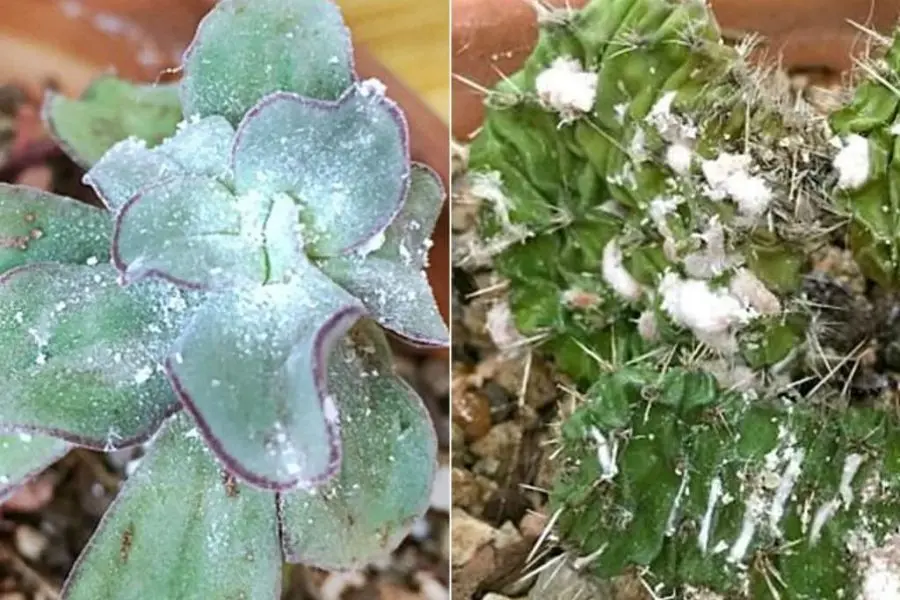 Cây sen đá bị rệp và cách xử lý.