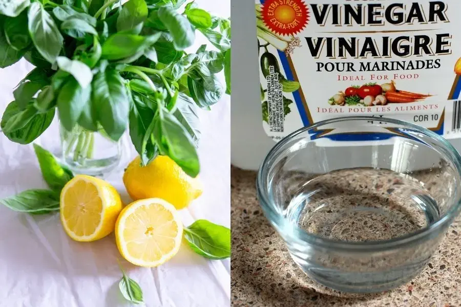 Giấm và chanh là một dung dịch để đuổi mối