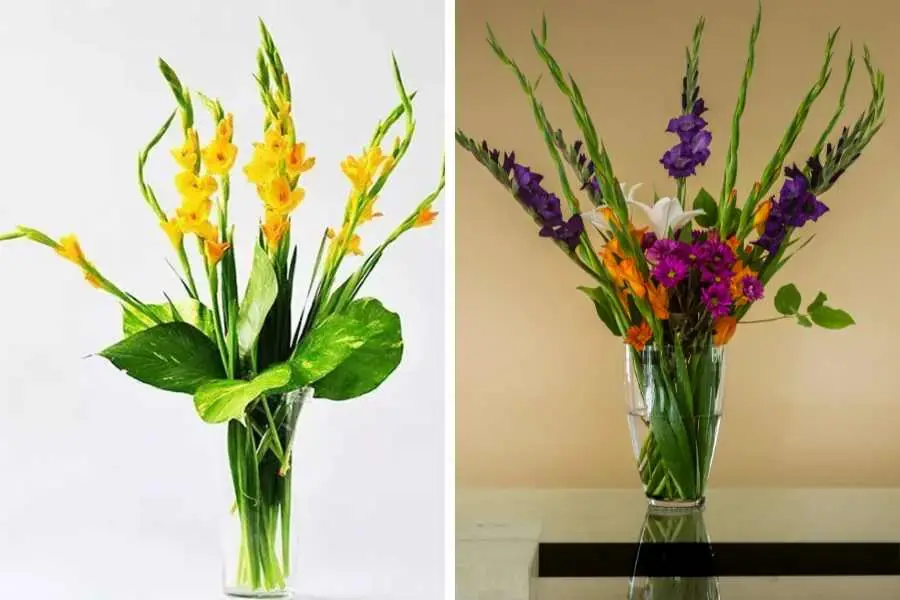 Cắt hoa lay ơn dài với chiều dài cành gấp 1.5 - 2 lần chiều cao của lọ.