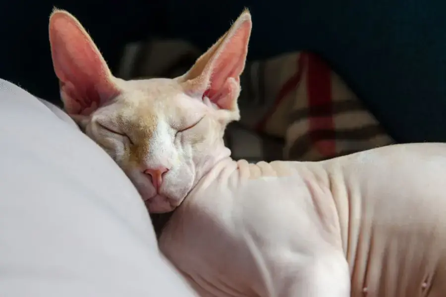 Hãy đảm bảo tiêm đủ 3 mũi vacxin cho mèo mỗi năm.