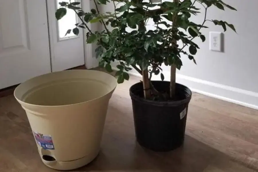 Thay chậu định kì vì bón phân hóa học liên tục, đất trong chậu có độc tính do muối tích tụ lại sẽ giết chết cây