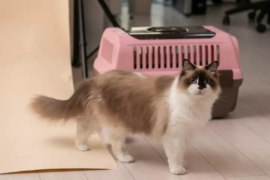 Giá thành của mèo Ragdoll sẽ phụ thuộc vào nhiều yếu tố khác nhau.