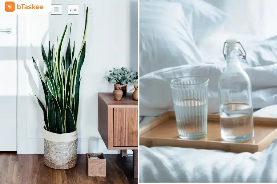 Đặt cây xanh hoặc bình nước trong phòng để tạo môi trường ẩm thoải mái. 
