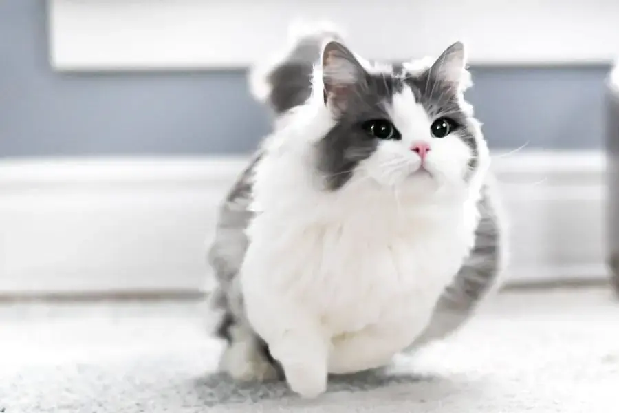 Mèo Munchkin sở hữu giao diện vô cùng đáng yêu với khuôn mặt tròn.