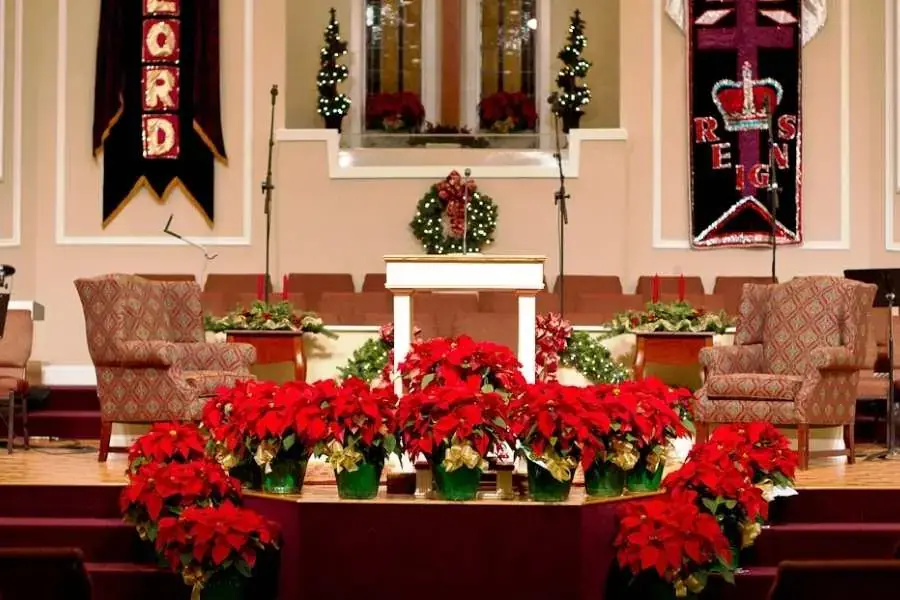 Sử dụng hoa trạng nguyên để trang trí trên cây thông Noel.