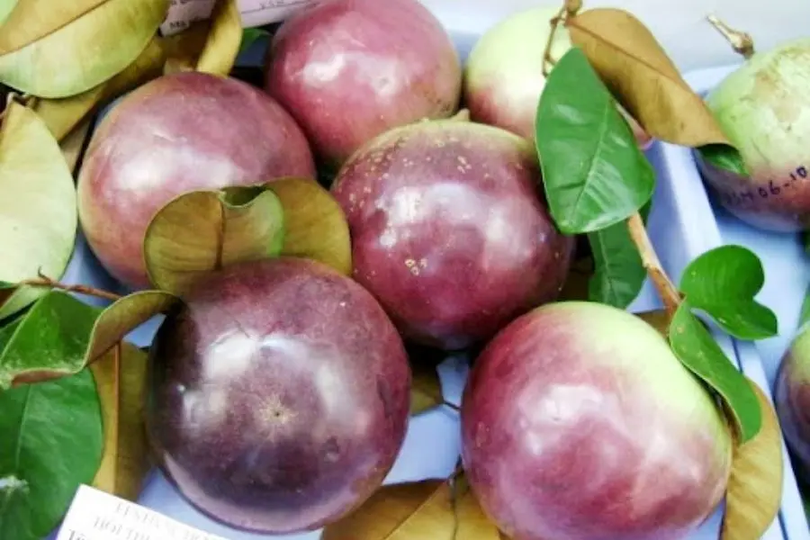 cách chọn vú sữa tím ngon