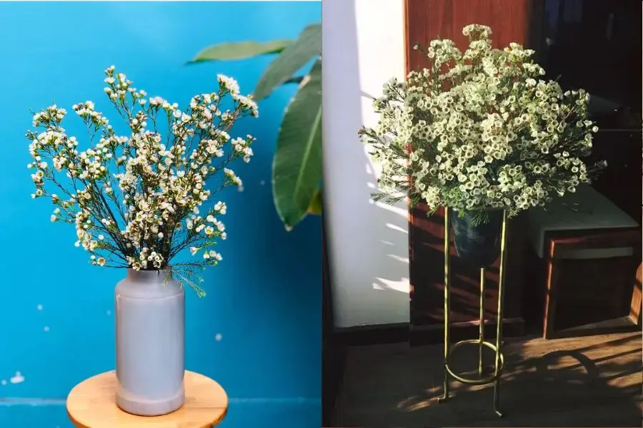 Cắm hoa thanh liễu màu trắng đầy ý nghĩa