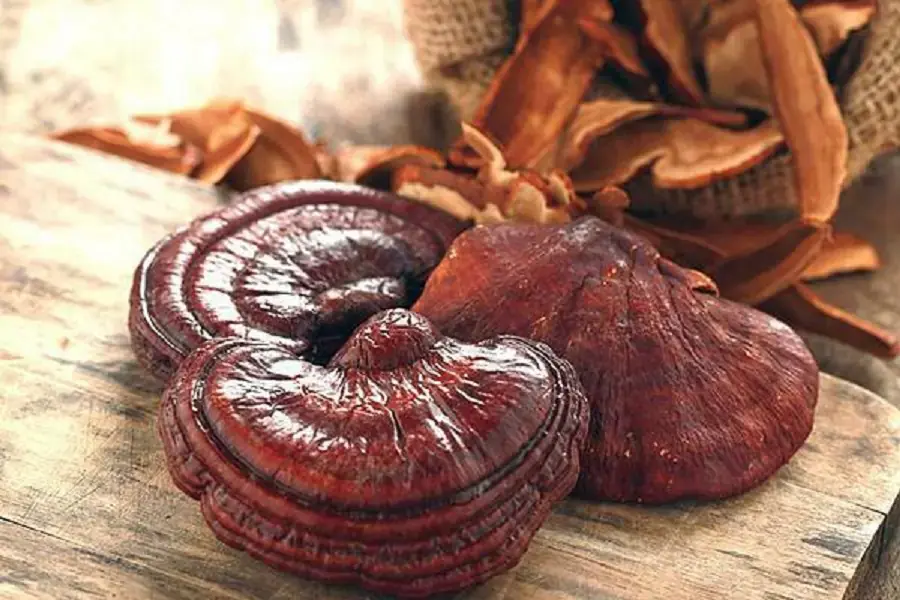 Nguồn gốc của nấm linh chi