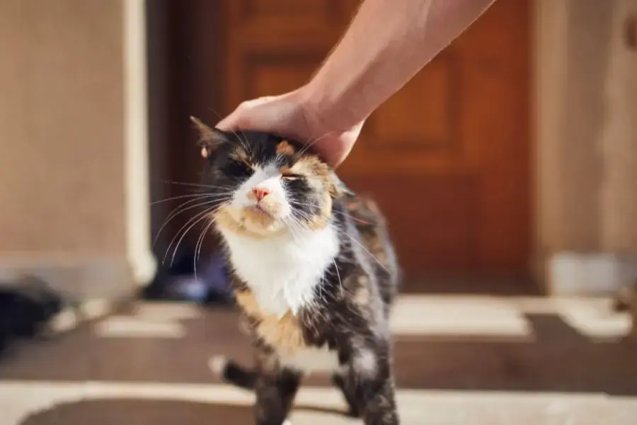 Mèo Tam Thể được "sen" cưng nựng.