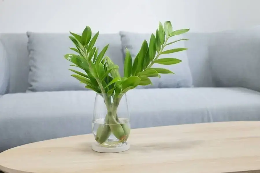 Kiểm tra cây thường xuyên giúp sớm phát hiện các dấu hiệu bất thường và kịp thời ngăn cản