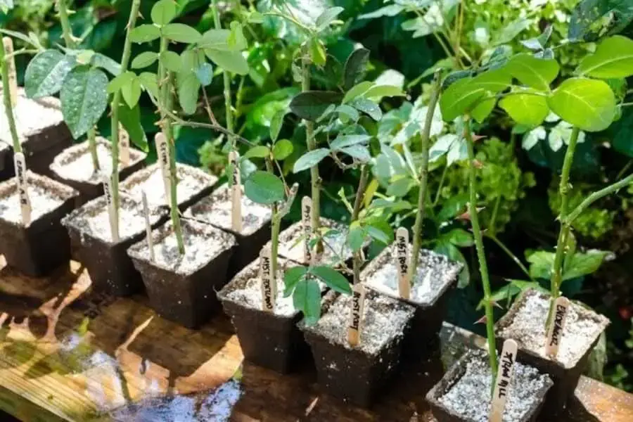 Chiết cành lúc sáng sớm hoặc chiều muộn.