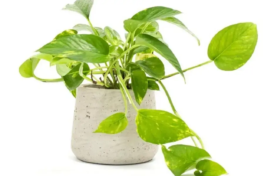 Đặt cây trầu bà vàng trên bàn làm việc giúp gia chủ tiếp thêm năng lượng