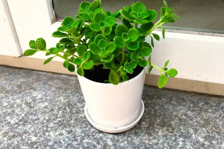 Những loại cây trồng trong nhà tốt cho sức khỏe: Chậu nhất mạt hương giúp xua đuổi ruồi muỗi, côn trùng.